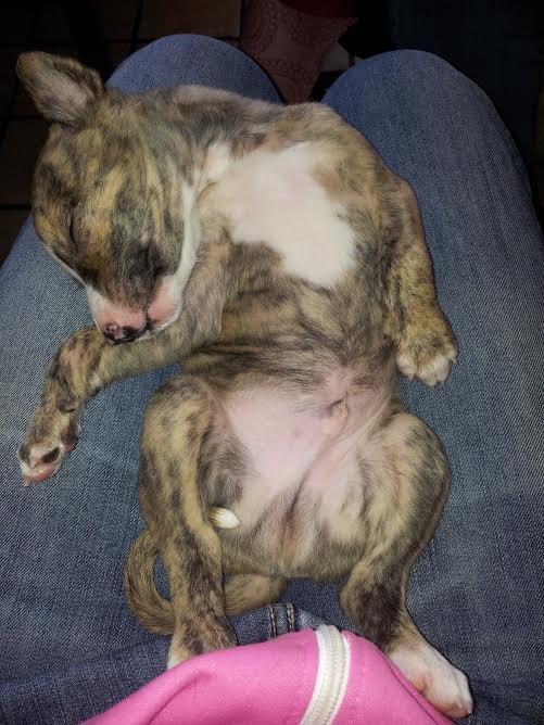 Whippet Ludvig (Himmelhund) billede 6