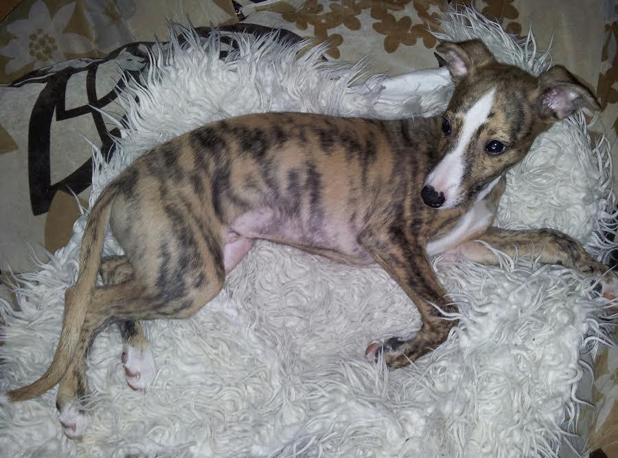 Whippet Ludvig (Himmelhund) billede 9