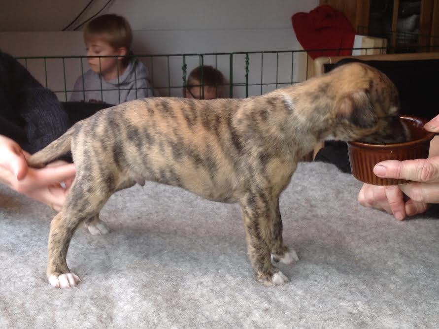 Whippet Ludvig (Himmelhund) billede 3