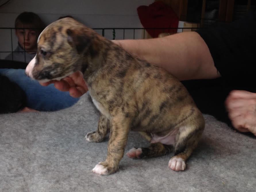 Whippet Ludvig (Himmelhund) billede 4