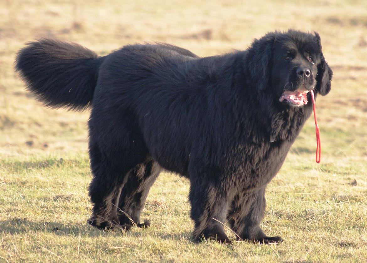 Newfoundlænder Munkevang Fenris - 6½ år billede 14