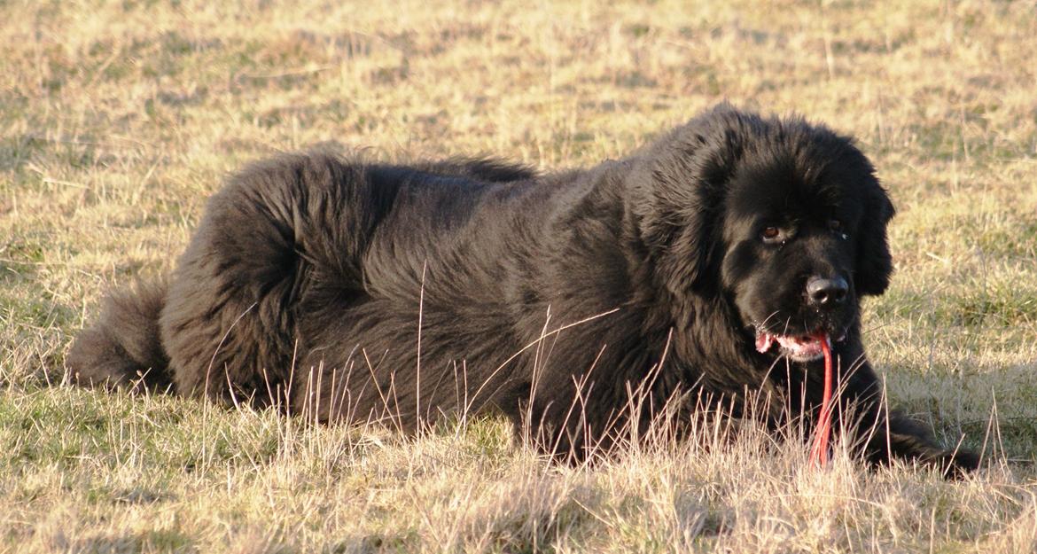 Newfoundlænder Munkevang Fenris - 6½ år billede 15