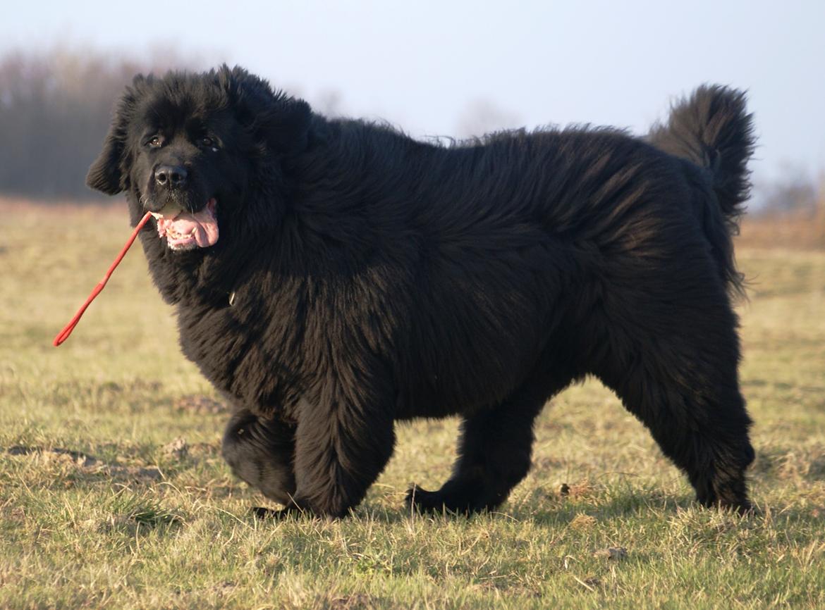 Newfoundlænder Munkevang Fenris - 6½ år billede 10