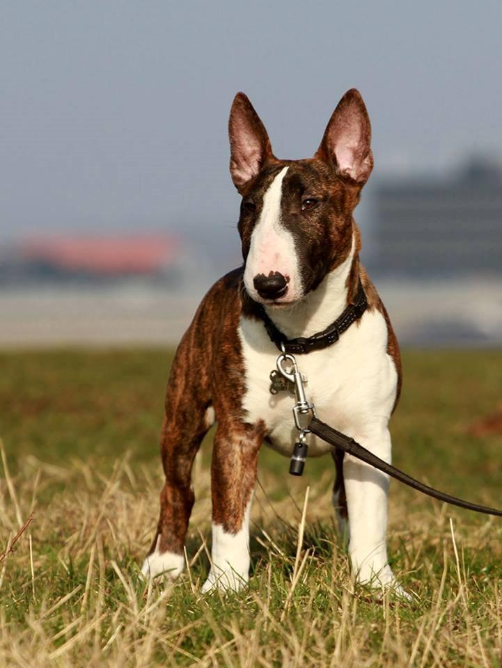 Bullterrier miniature Minimalistic's WD Maximum Overdrive "Ritchie" billede 2