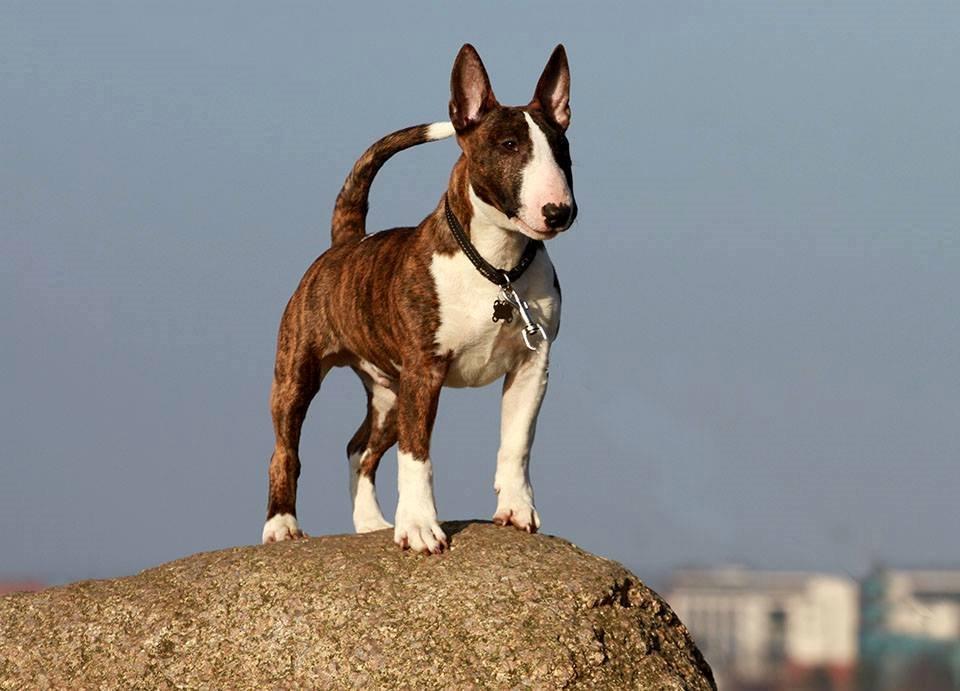 Bullterrier miniature Minimalistic's WD Maximum Overdrive "Ritchie" billede 3