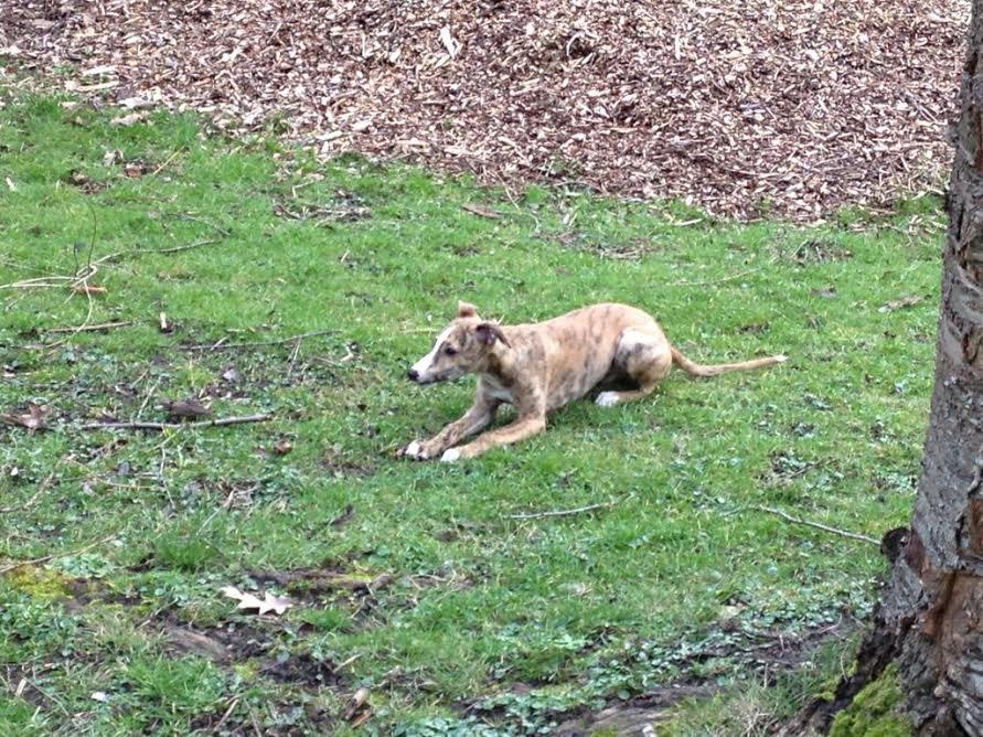 Whippet Ludvig (Himmelhund) billede 11
