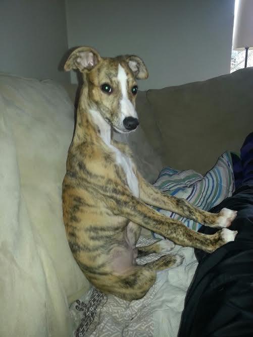 Whippet Ludvig (Himmelhund) billede 10