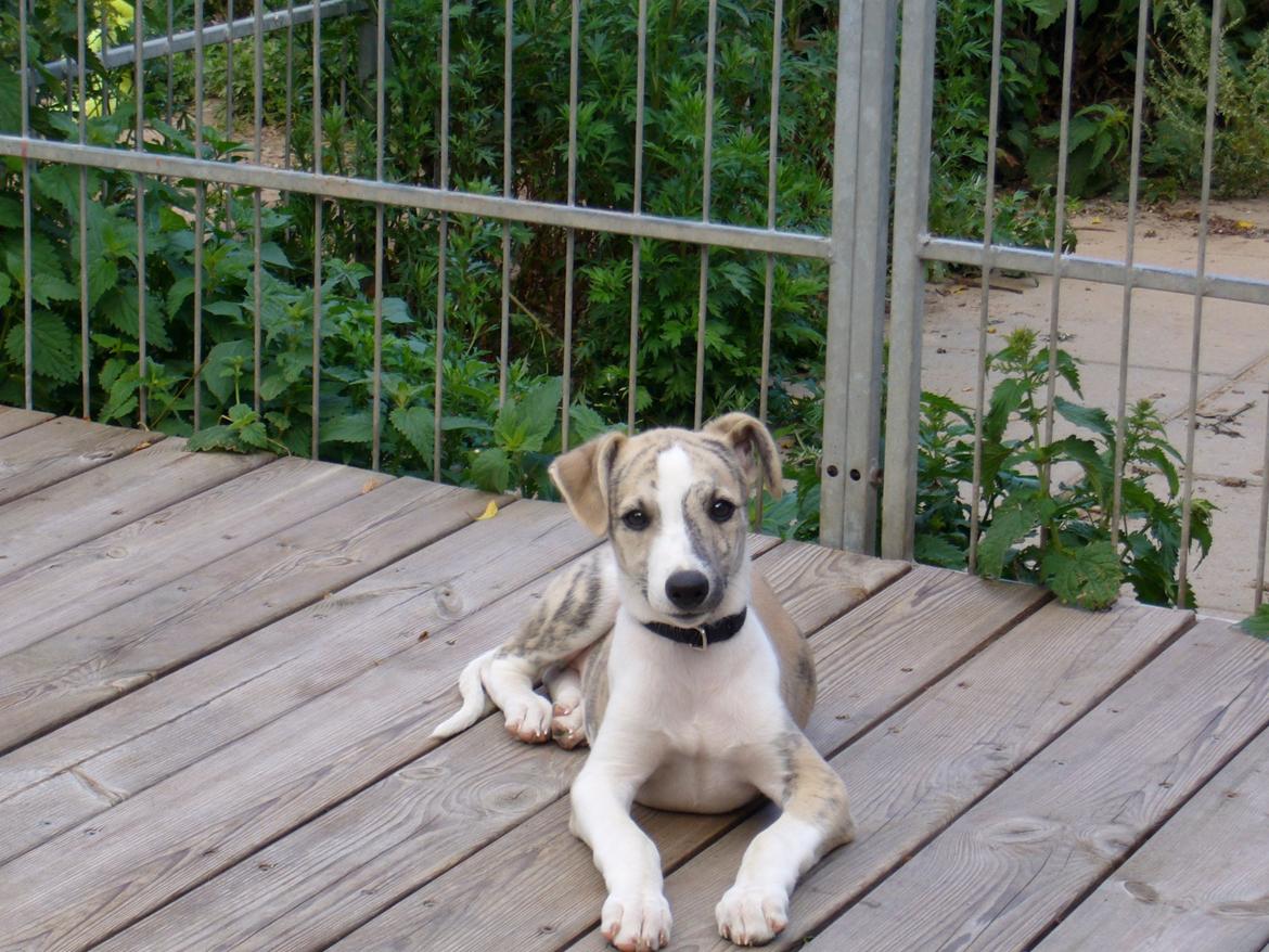 Whippet Hugo  billede 2