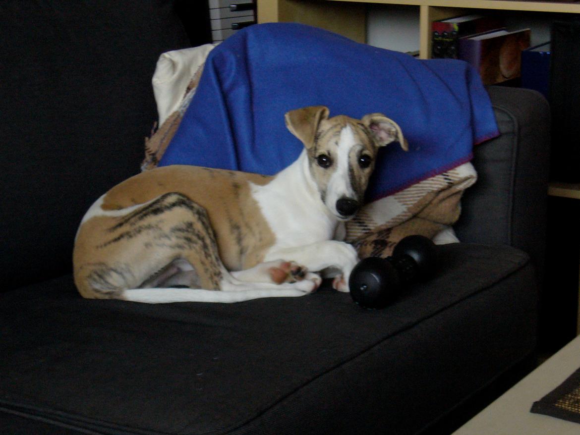 Whippet Hugo  billede 23