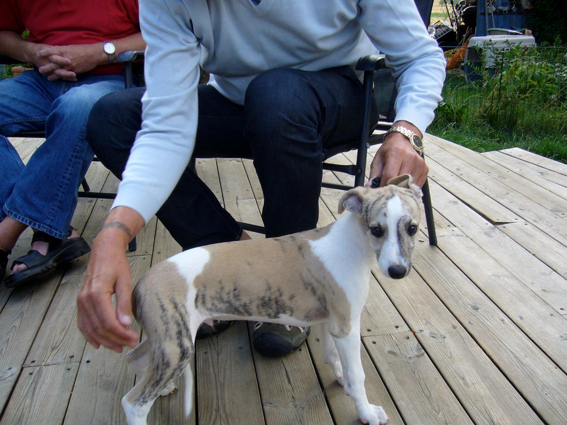 Whippet Hugo  billede 24