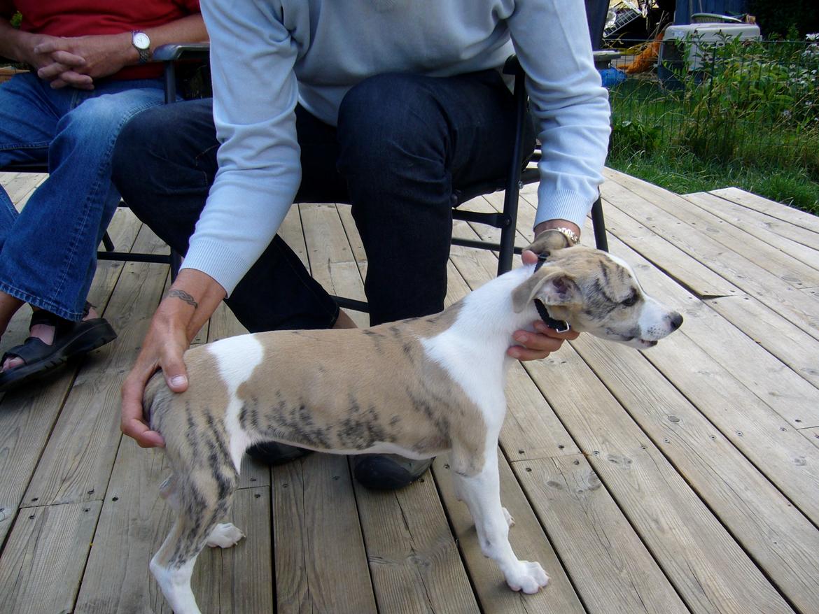 Whippet Hugo  billede 25