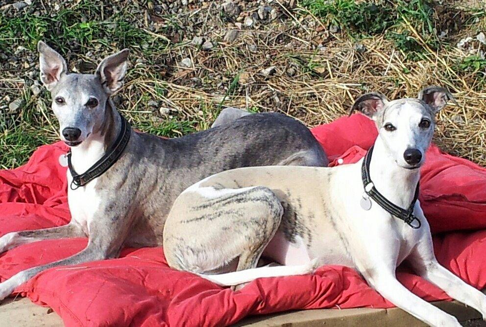 Whippet Hugo  billede 27