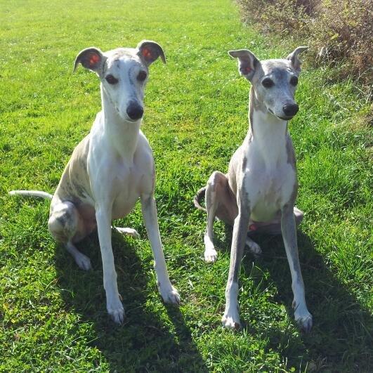 Whippet Hugo  billede 28