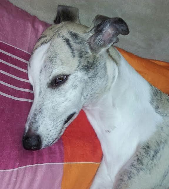 Whippet Hugo  billede 26