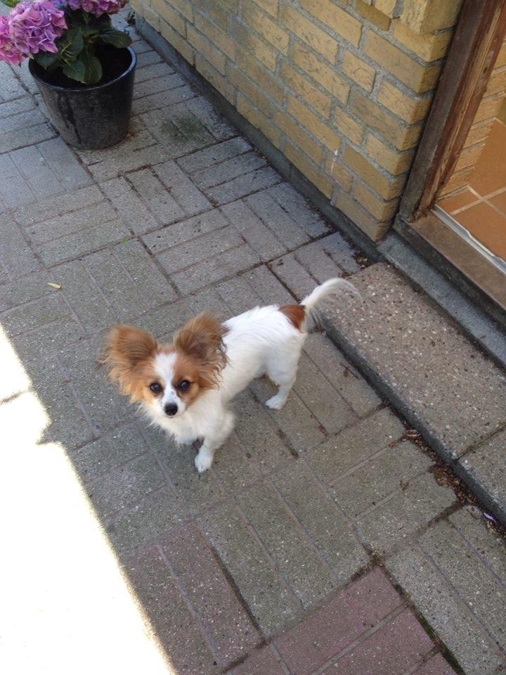 Papillon Gaby billede 1