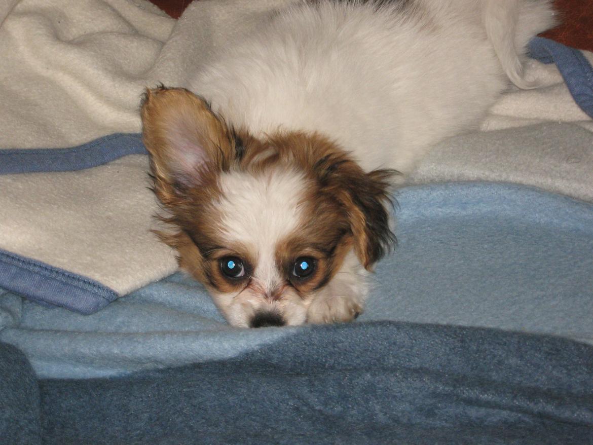 Papillon Gaby billede 8