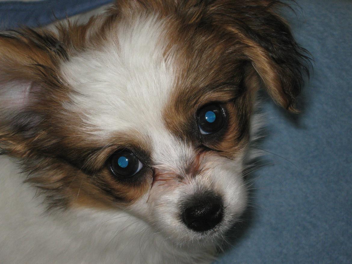 Papillon Gaby billede 9