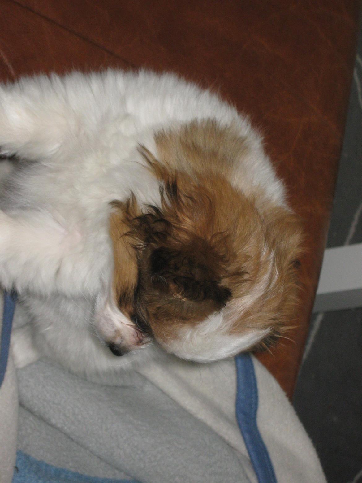 Papillon Gaby billede 10