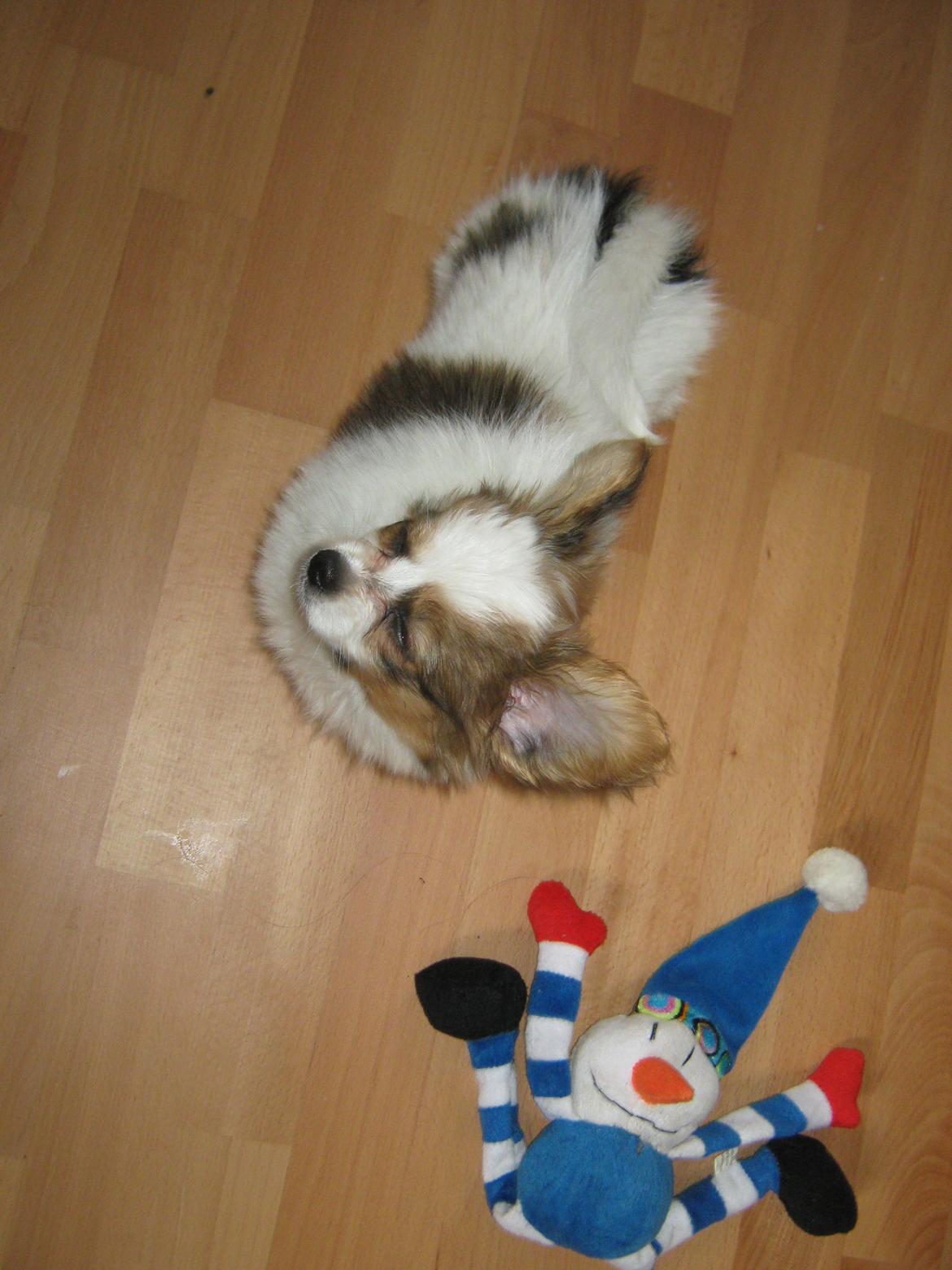 Papillon Gaby billede 11