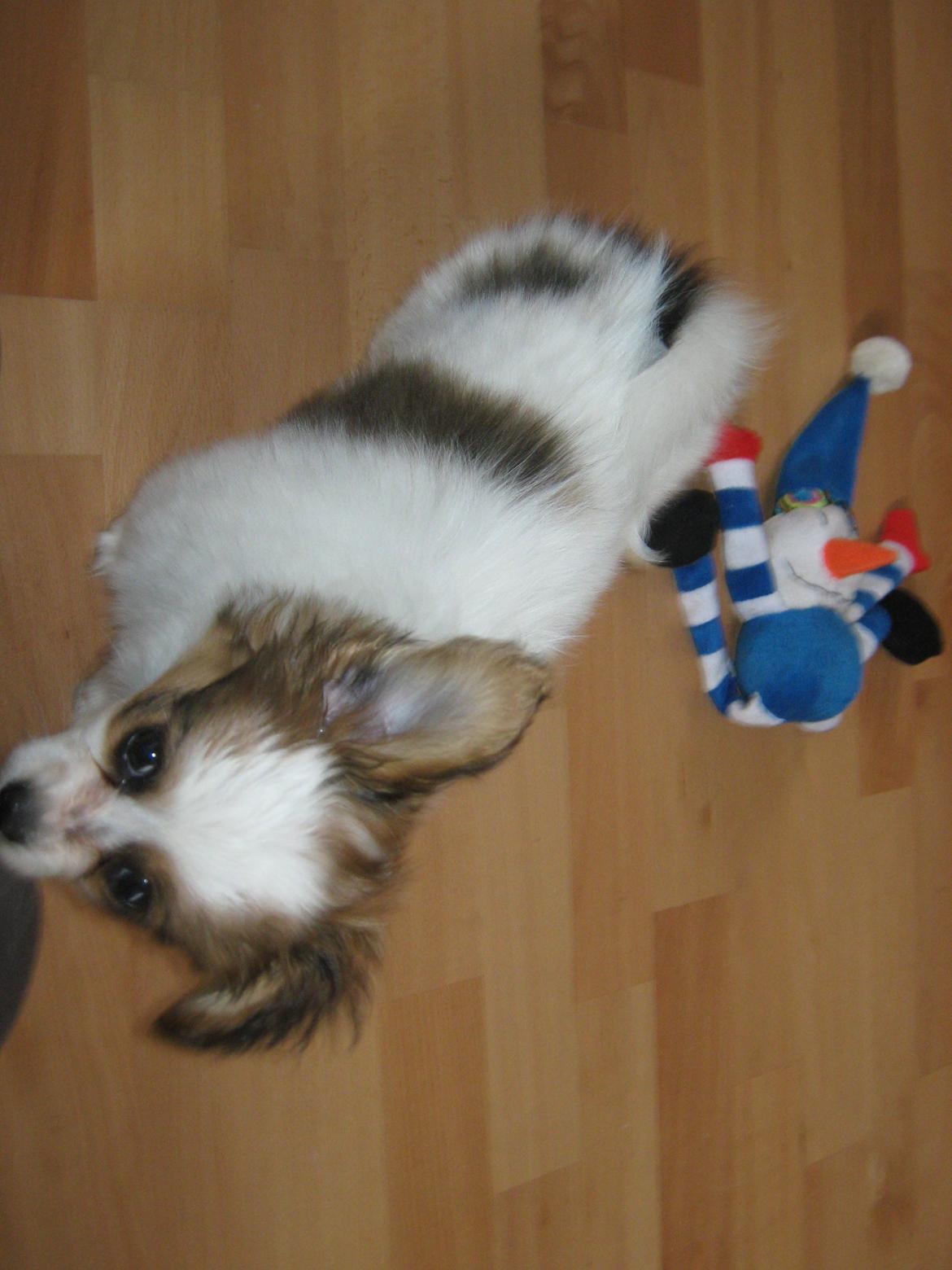 Papillon Gaby billede 12