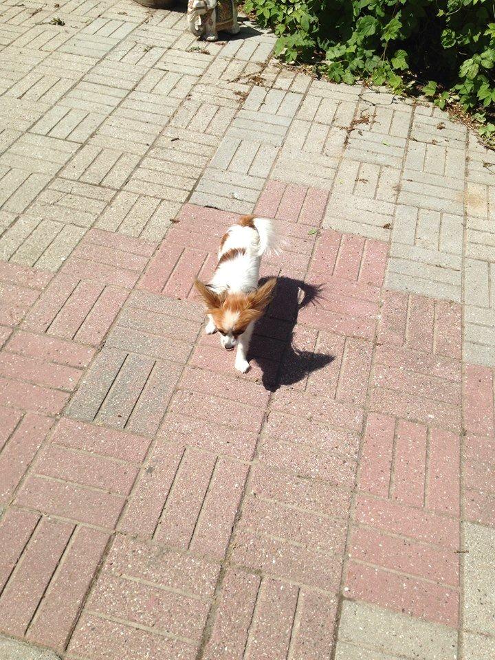 Papillon Gaby billede 7