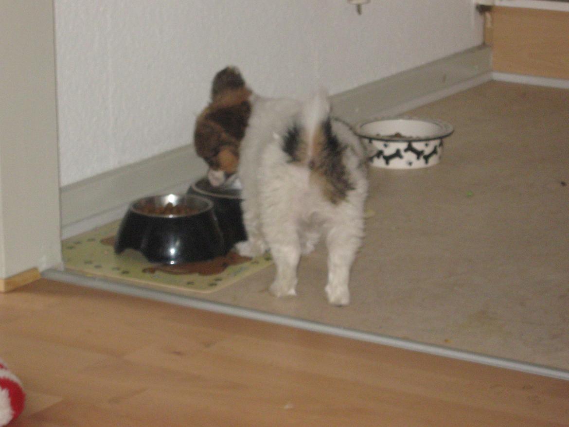 Papillon Gaby billede 14