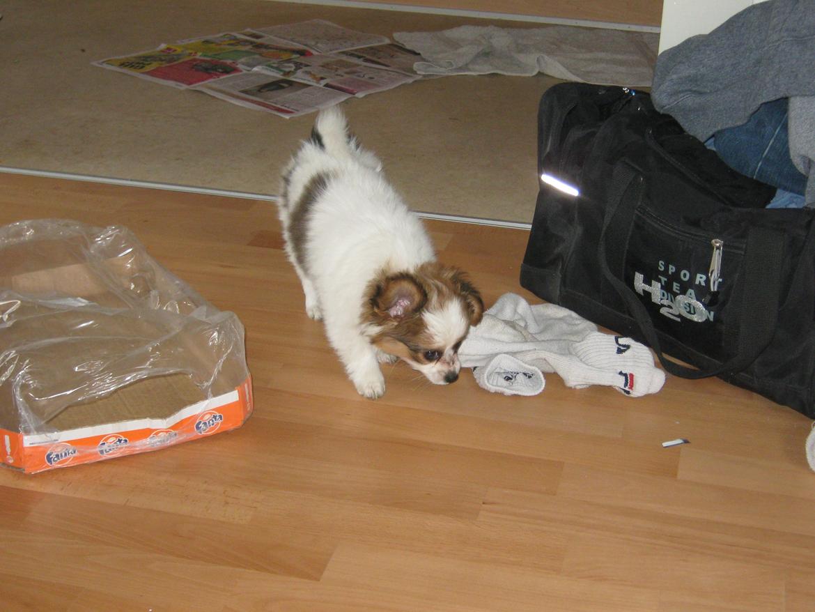 Papillon Gaby billede 15