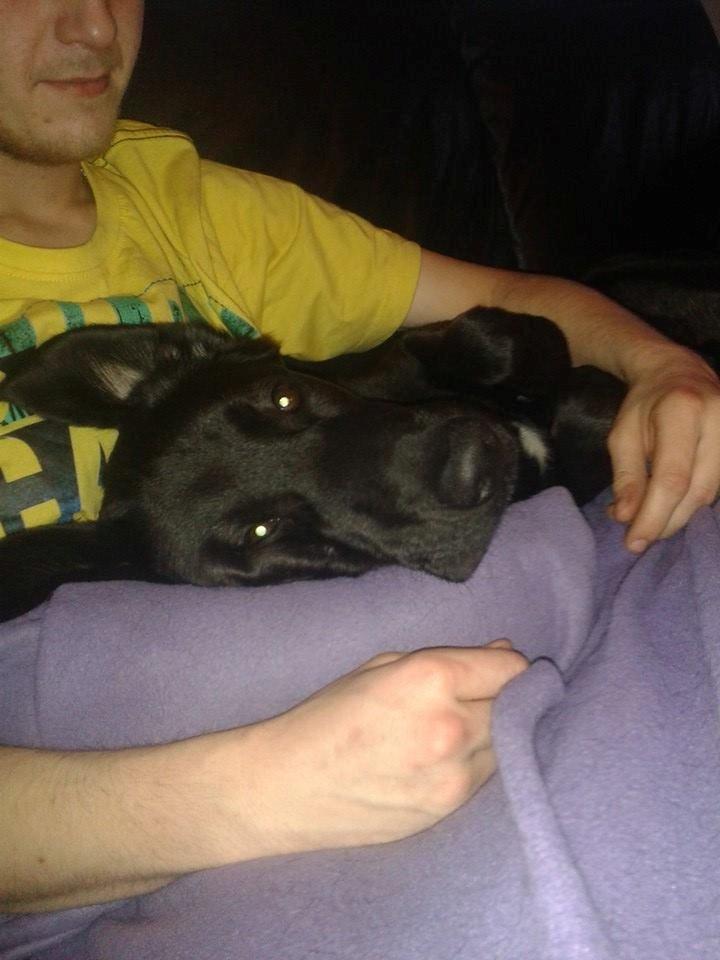 Blanding af racer Buller billede 9