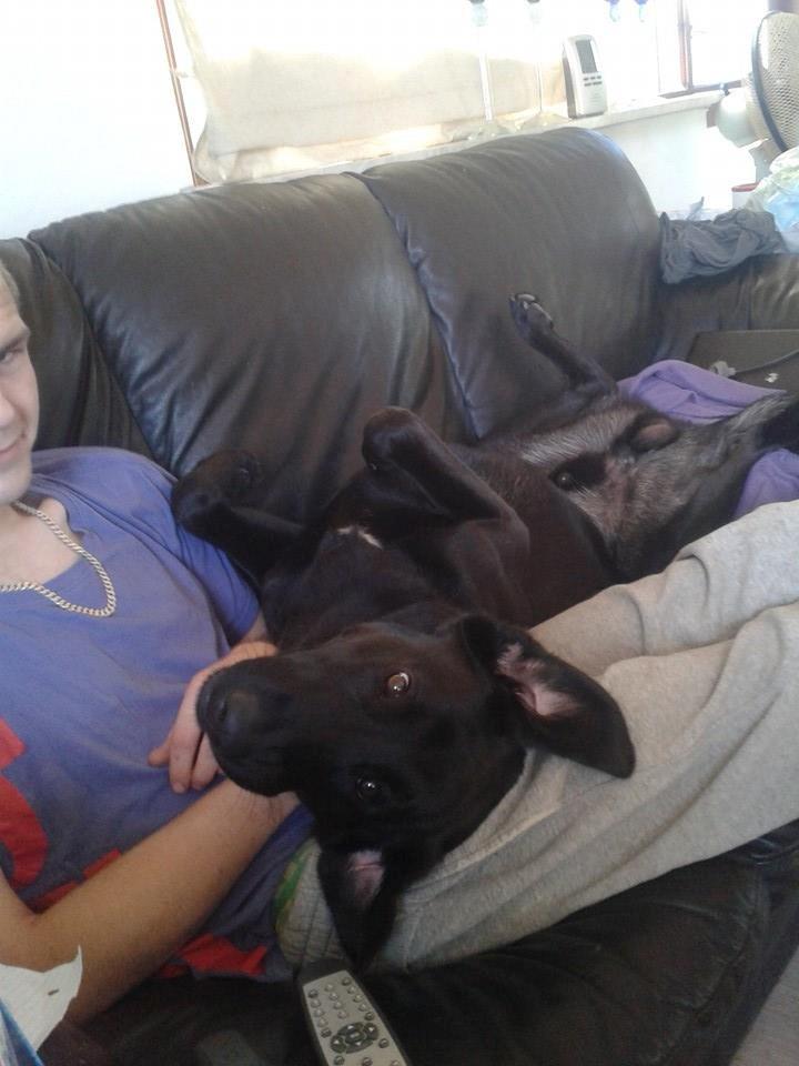 Blanding af racer Buller billede 10