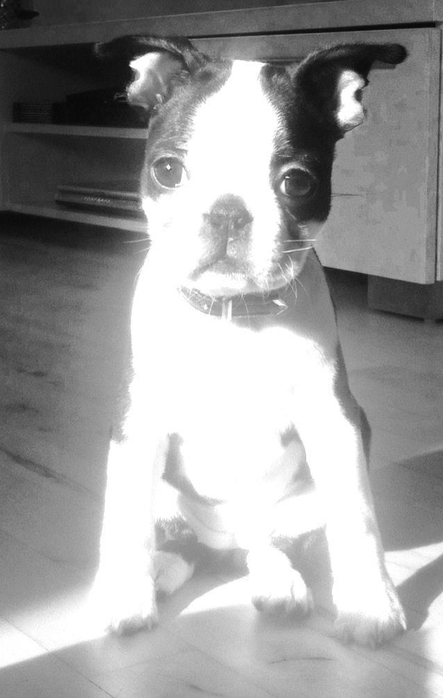 Boston terrier Tonfoss Tamara (Unique) billede 10