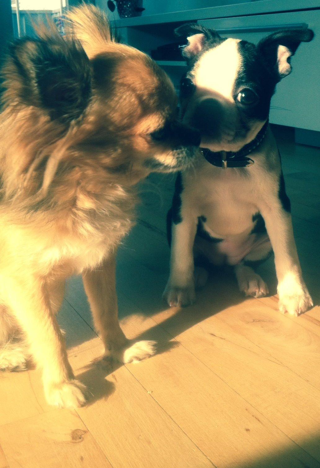 Boston terrier Tonfoss Tamara (Unique) billede 6