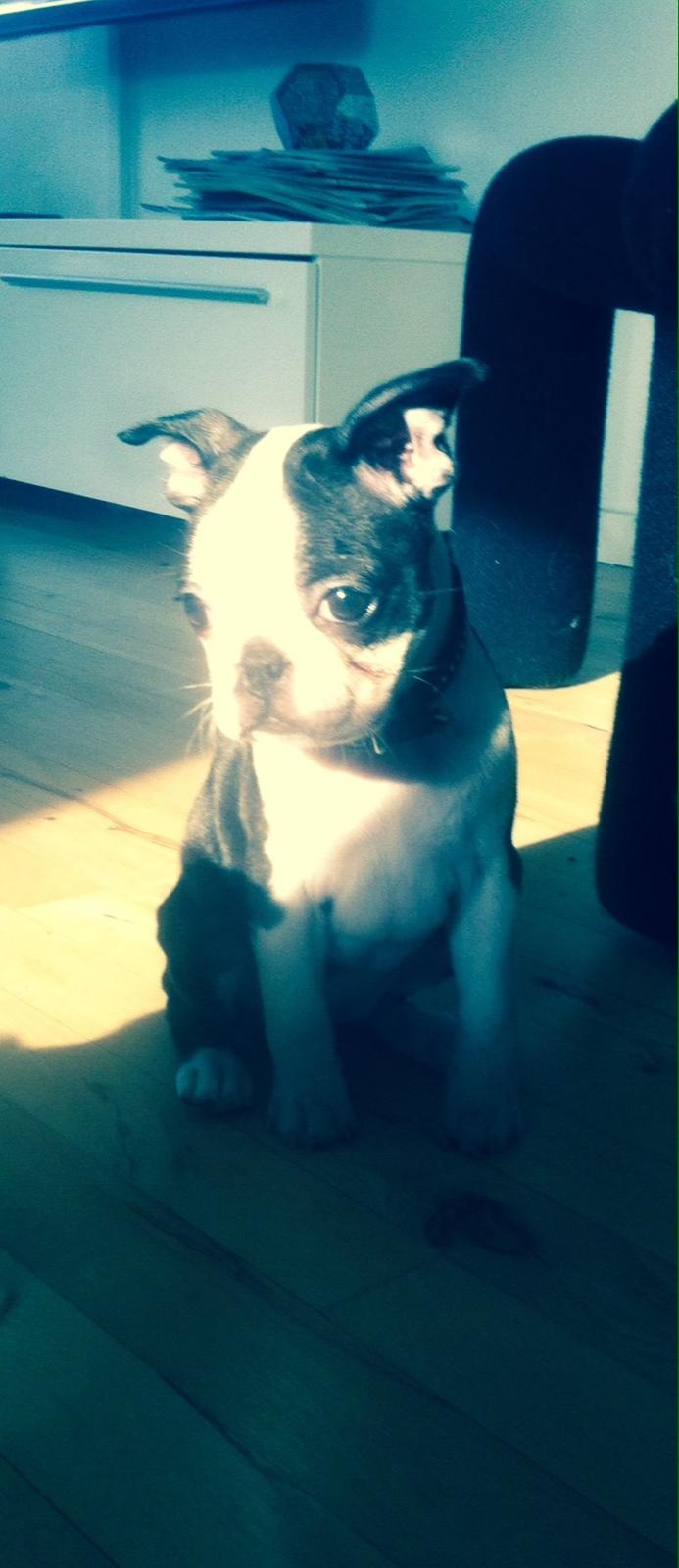 Boston terrier Tonfoss Tamara (Unique) billede 4