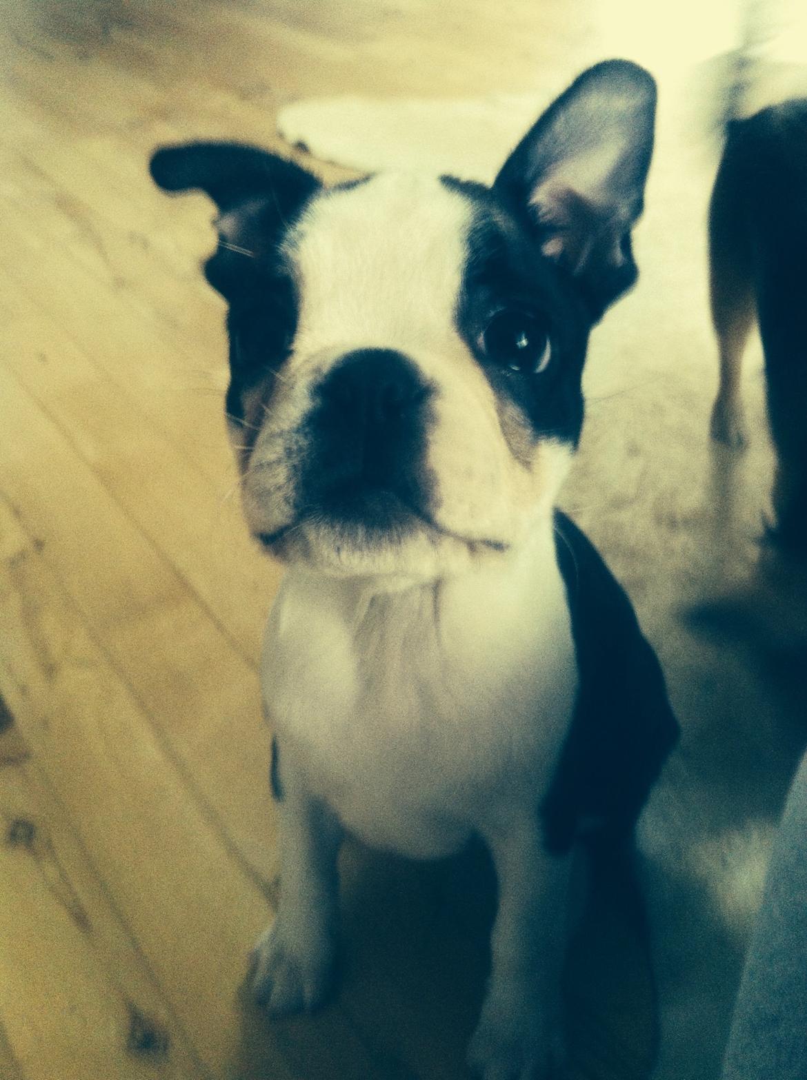 Boston terrier Tonfoss Tamara (Unique) billede 1