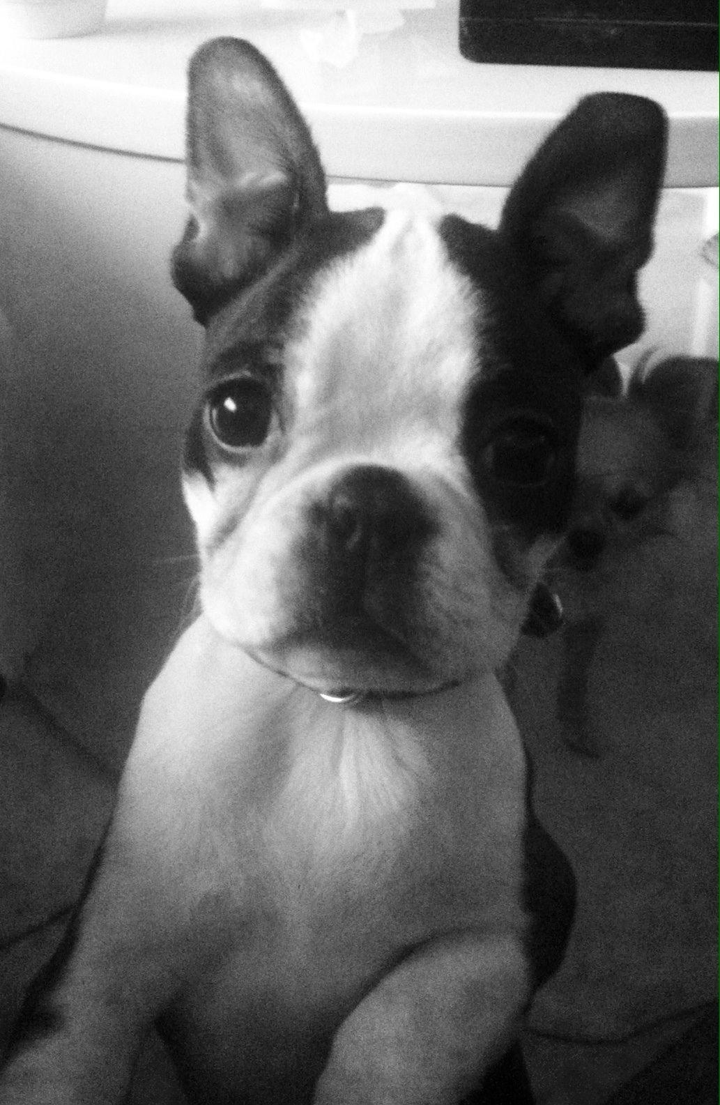 Boston terrier Tonfoss Tamara (Unique) - Ørene står nu :) 11, 5 uge gammel. billede 8