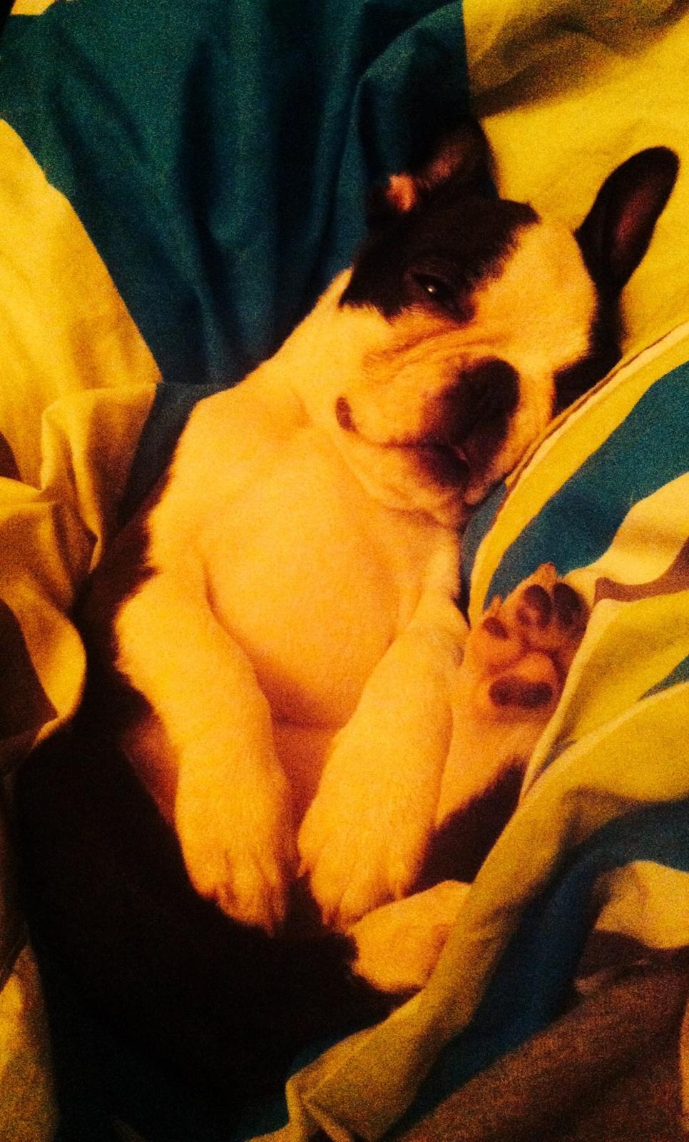 Boston terrier Tonfoss Tamara (Unique) billede 14