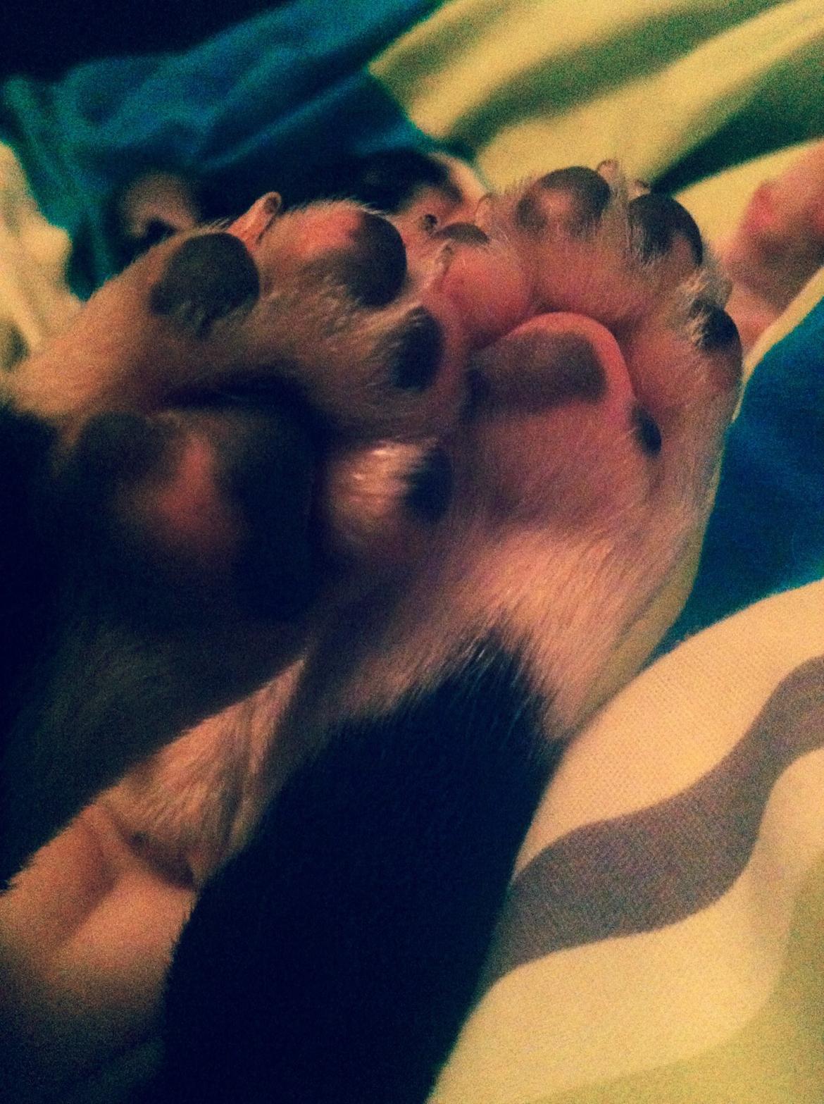 Boston terrier Tonfoss Tamara (Unique) - Se mine plettede fusser :D billede 7