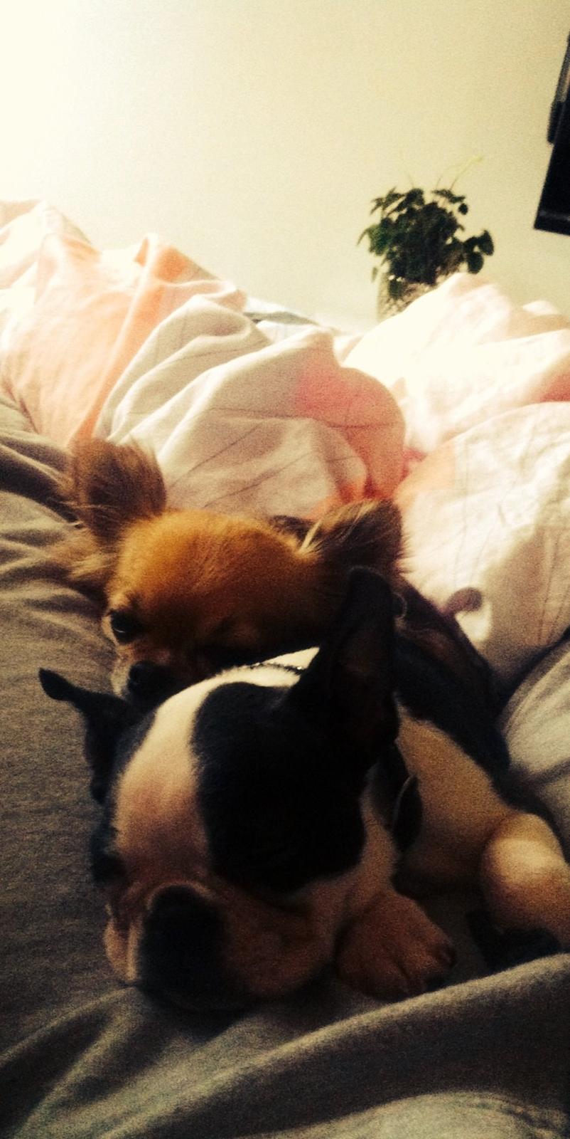 Boston terrier Tonfoss Tamara (Unique) billede 3