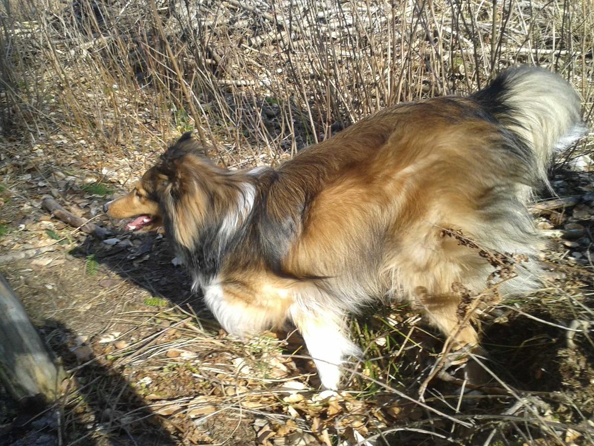 Shetland sheepdog Malik billede 2