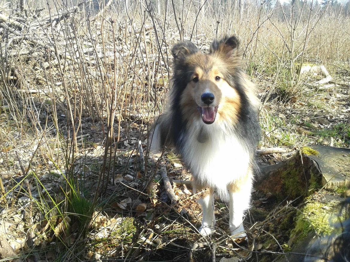 Shetland sheepdog Malik billede 3