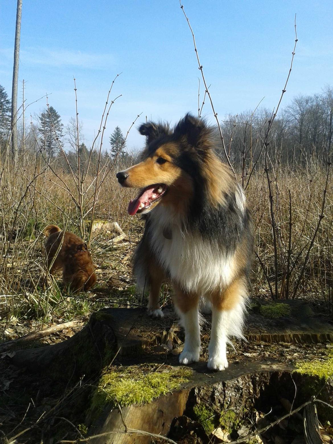 Shetland sheepdog Malik - Spejder ud over landskabet :D Gåtur i Geel Skov d. 9/3 2014 billede 1