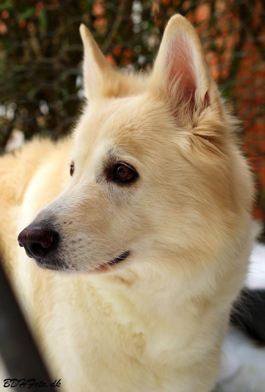 Hvid schæfer Niki billede 3