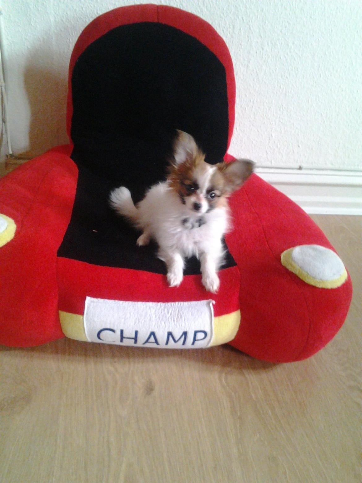 Papillon Roesdalhs Tanni (zika) billede 7