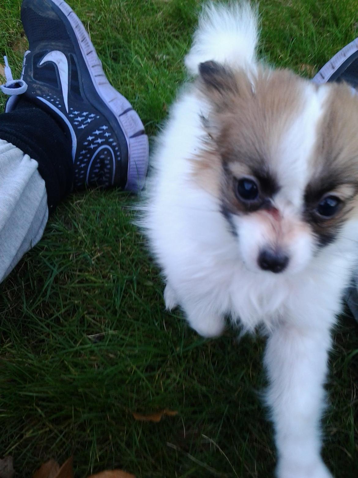 Papillon Roesdalhs Tanni (zika) billede 8