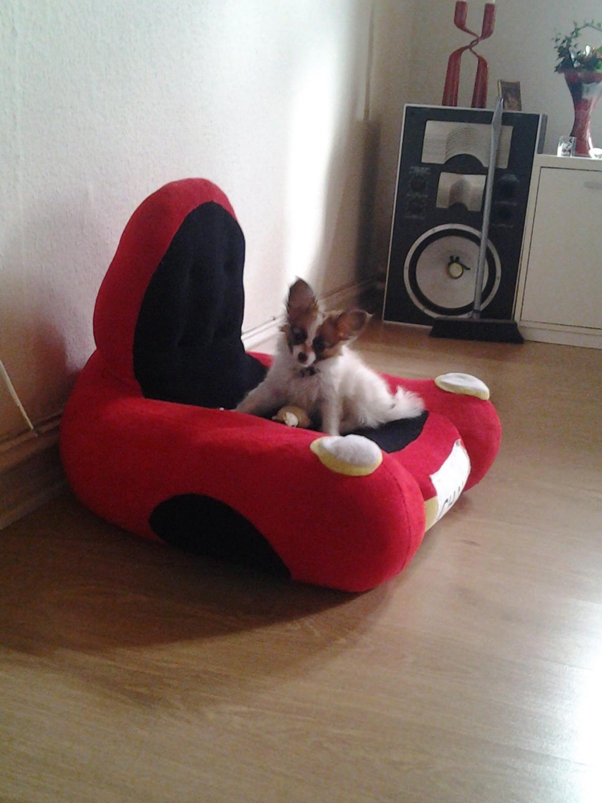 Papillon Roesdalhs Tanni (zika) billede 9