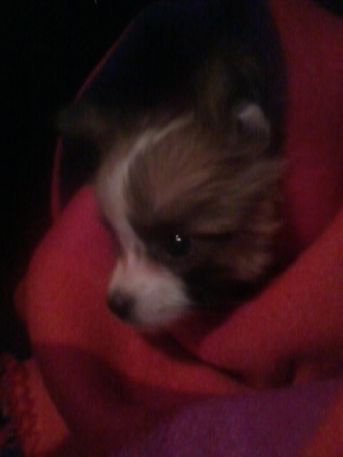 Papillon Roesdalhs Tanni (zika) - dette billede er fra den dag vi hentede vores guldklump billede 10