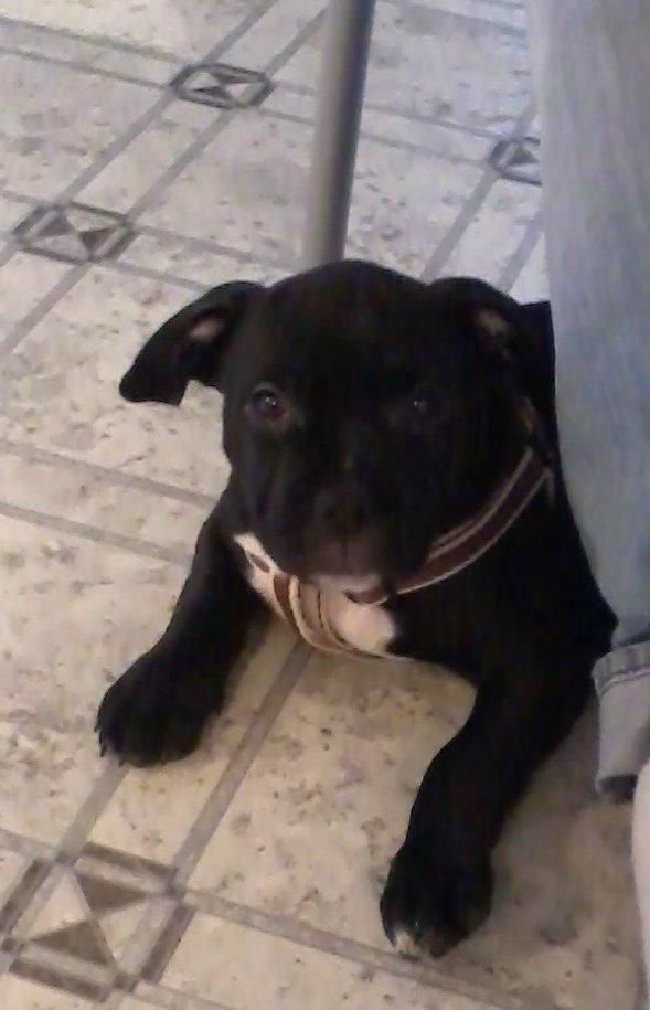 Blanding af racer Buzz billede 12