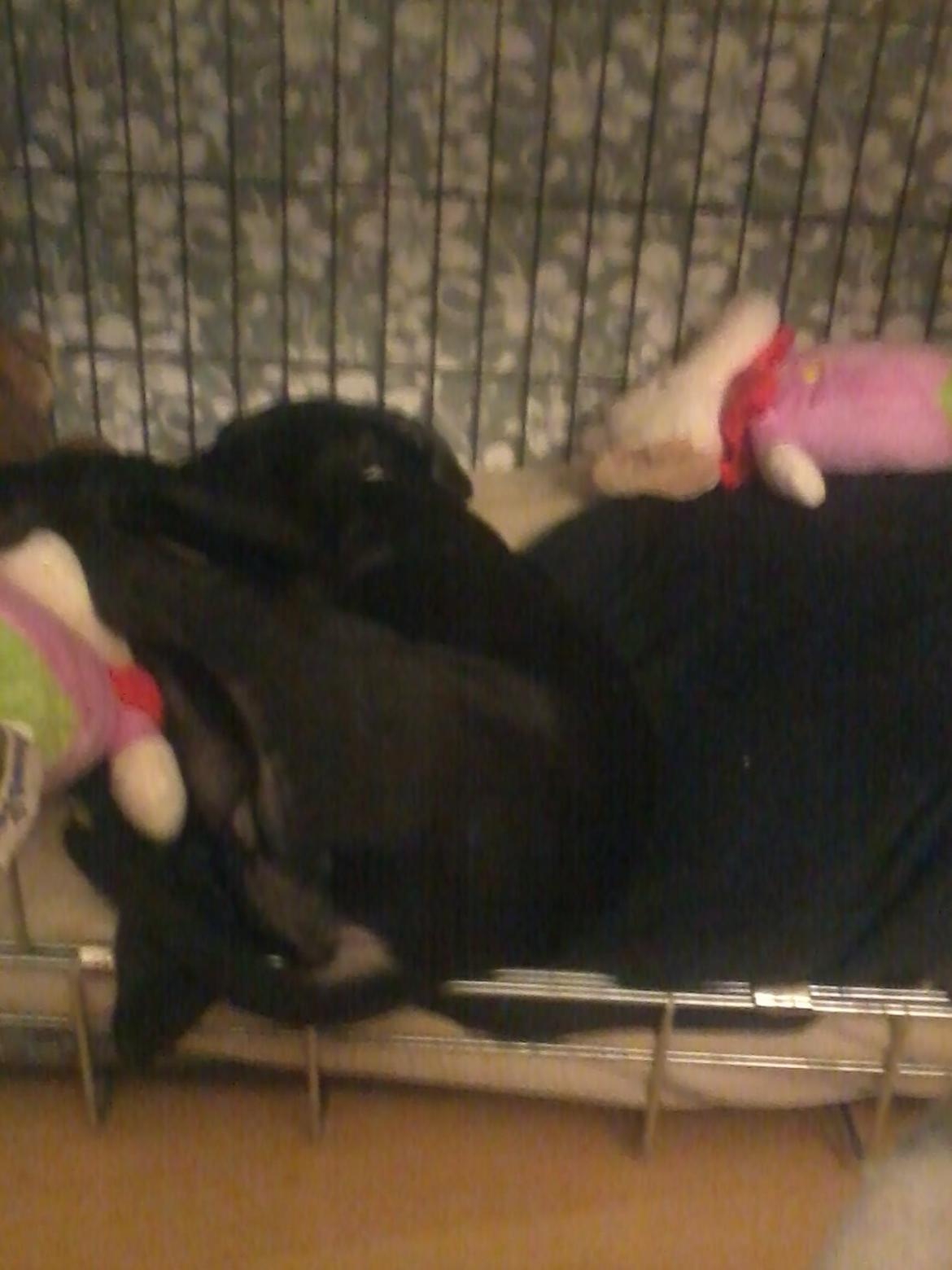 Blanding af racer Buzz billede 10