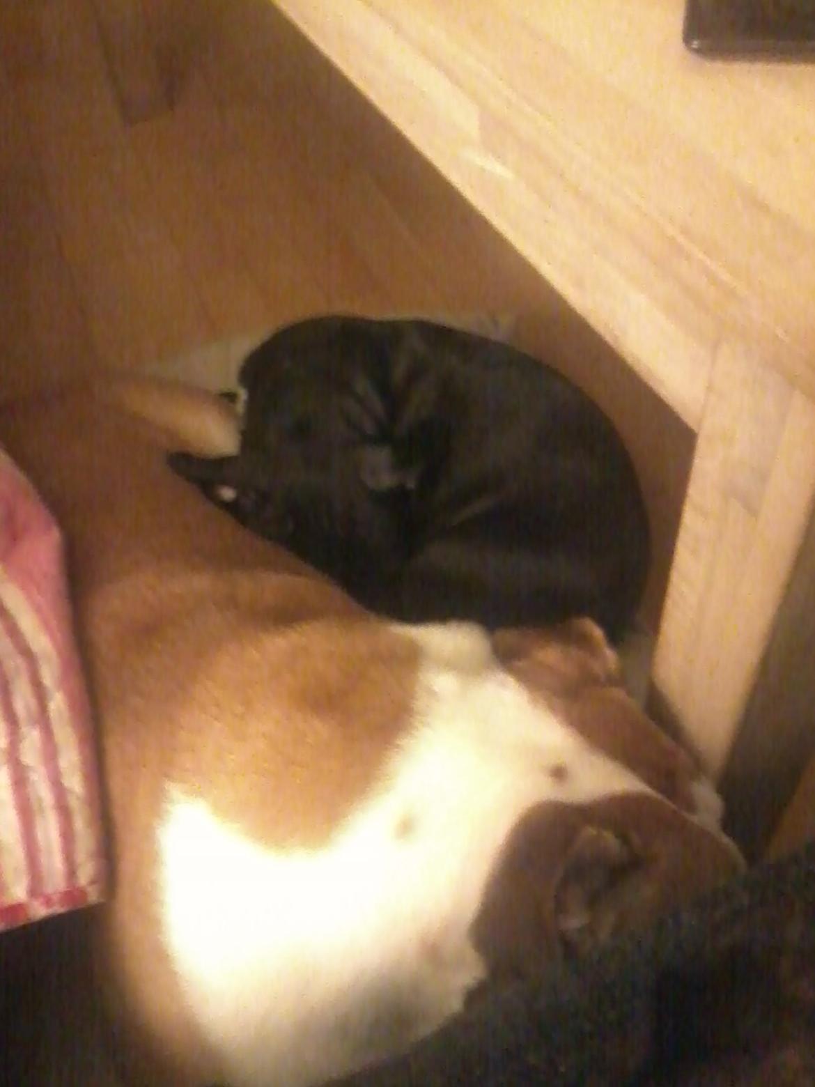 Blanding af racer Buzz billede 9