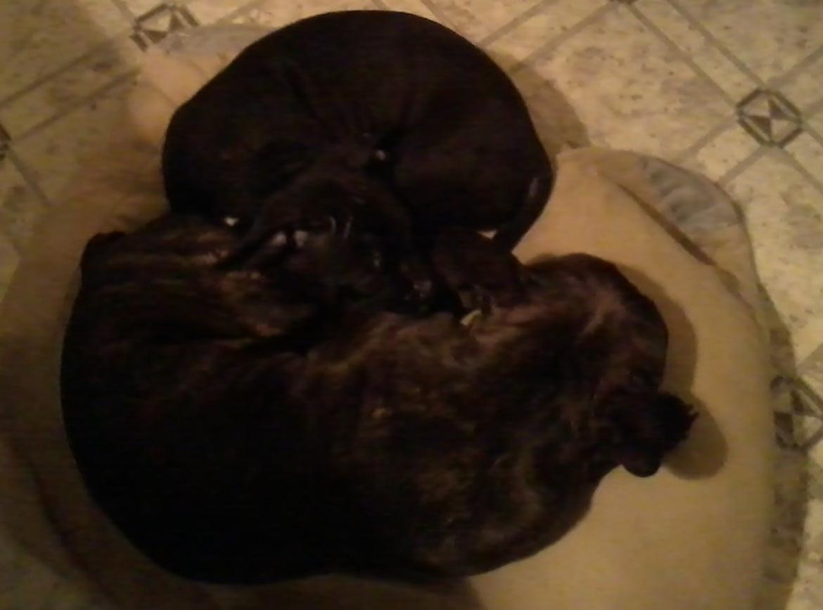 Blanding af racer Buzz billede 11