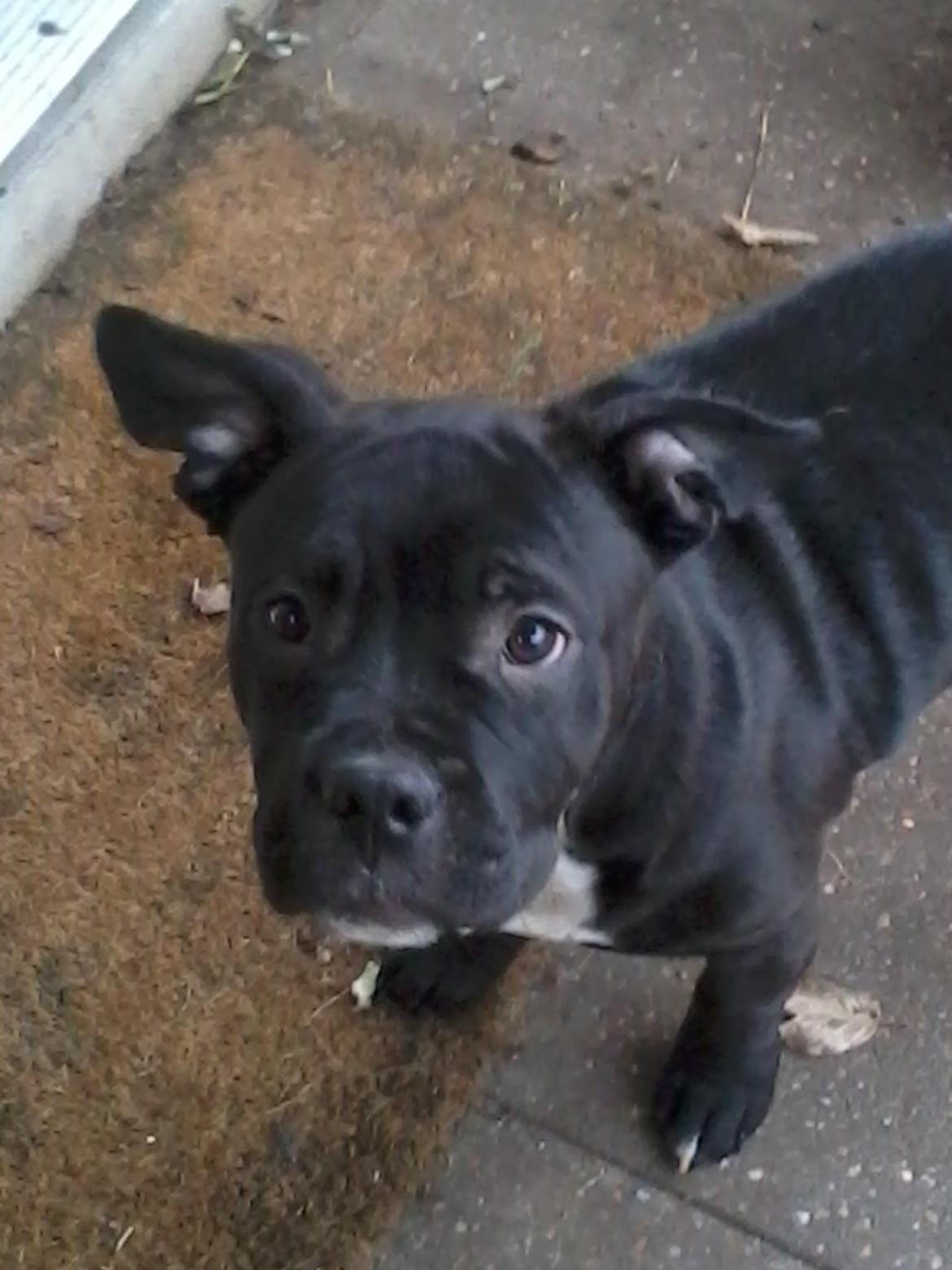 Blanding af racer Buzz billede 8